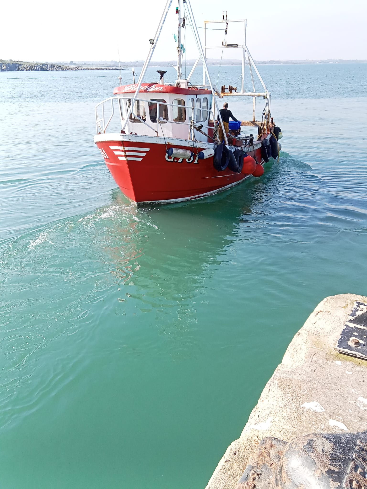 Kingfisher 33