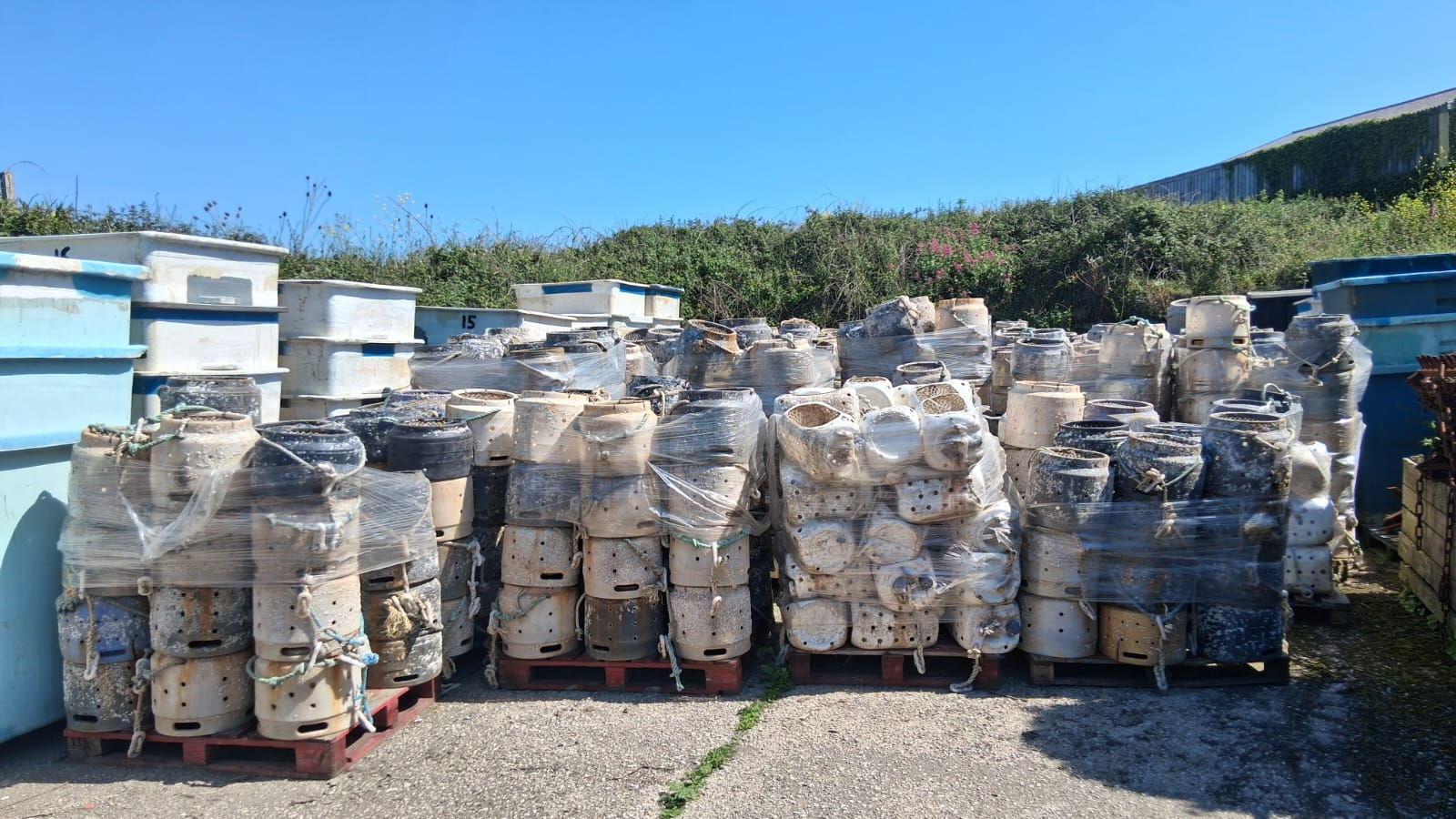 Whelk Pots