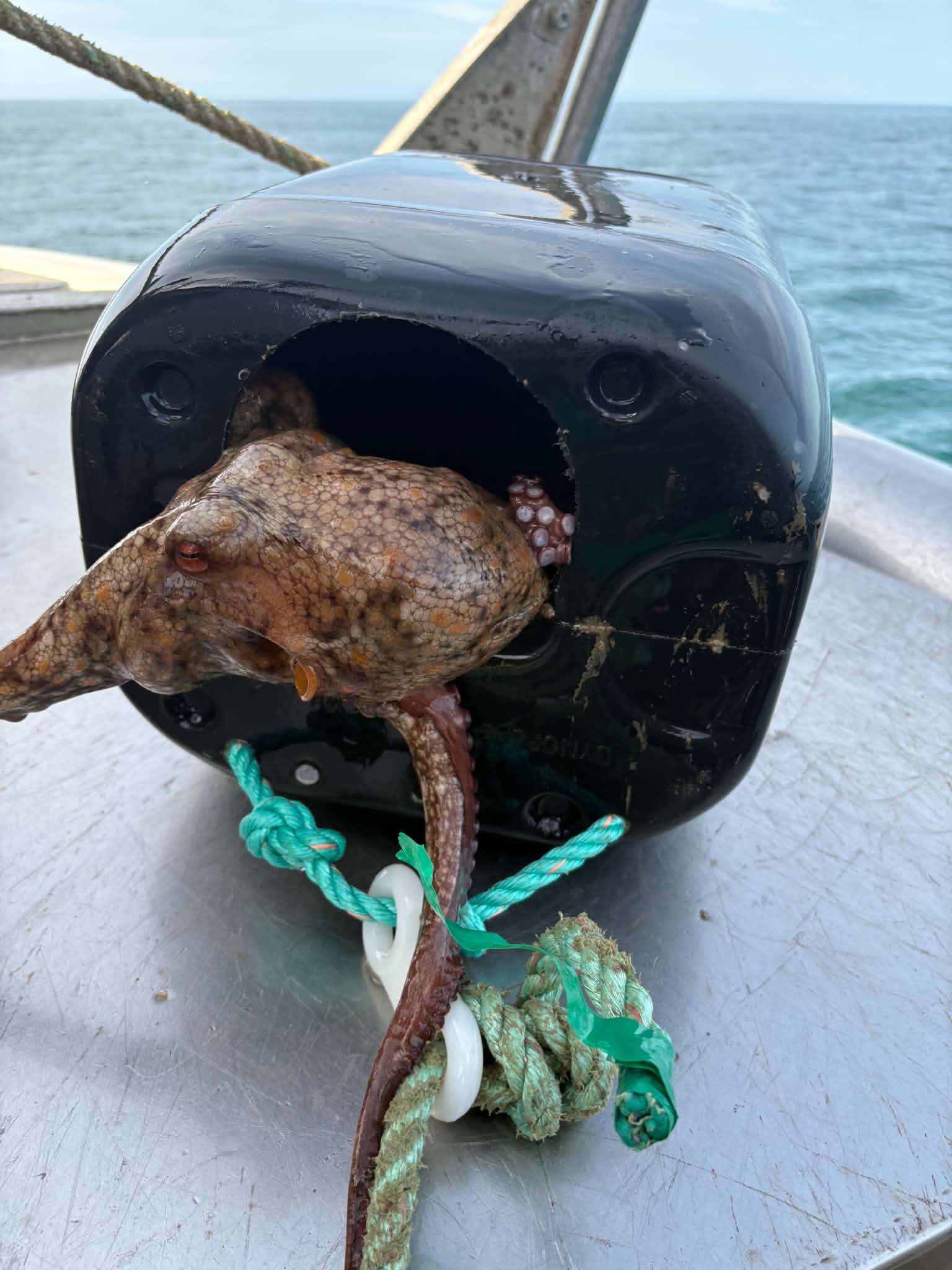 Octopus dens
